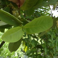 Syzygium samarangense (Blume) Merr. & L.M.Perry